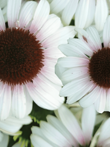 Jeżówka purpurowa Unica Cherry on Ice