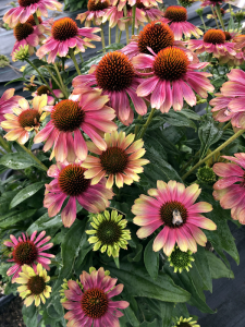 batch_Echinacea-Kismet-Pink-Lemonade-1.png