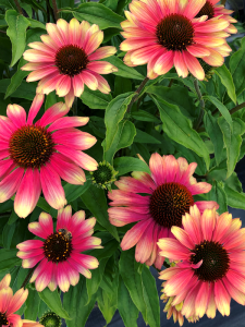 Jeżówka 'Kismet Pink Lemonade' - Echinacea 'Kismet Pink Lemonade'