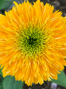 batch_Echinacea-Delightful-Sol-1.png