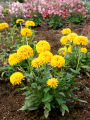 batch_Echinacea-Delightful-Sol-2.png
