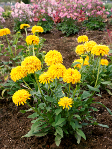 Jeżówka 'Delightful SOL' - Echinacea 'Delightful SOL'