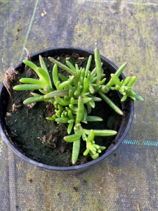 Słonecznica 'Suntropics Orange'