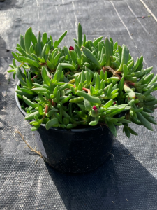 Słonecznica "Suntropics Red'