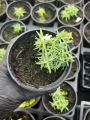 Goździk siny La Bourboule - Dianthus gratianopolitanus