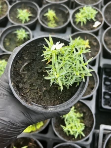 Goździk siny La Bourboule - Dianthus gratianopolitanus