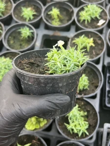 Goździk siny La Bourboule - Dianthus gratianopolitanus