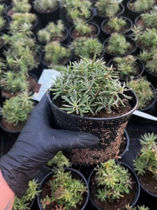 Rozchodnik kamczacki odm. amurska  -  Sedum kamtschaticum var. middendorffianum