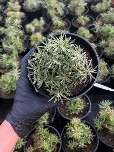 Rozchodnik kamczacki odm. amurska  -  Sedum kamtschaticum var. middendorffianum