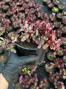 Rozchodnik Sunsparkler 'Firecracker' - Sedum Sunsparkler 'Firecracker