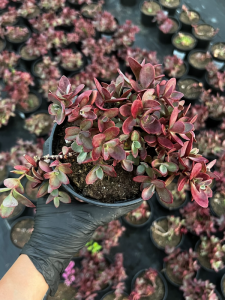 Rozchodnik Sunsparkler 'Firecracker' - Sedum Sunsparkler 'Firecracker