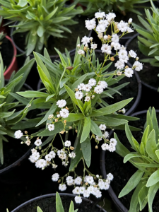 Gipsówka wiechowata 'Festival Star' - Gypsophila paniculata 'Festival Star
