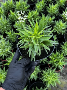 Gipsówka wiechowata 'Festival Star' - Gypsophila paniculata 'Festival Star