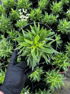 Gipsówka wiechowata 'Festival Star' - Gypsophila paniculata 'Festival Star