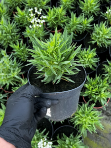 Gipsówka wiechowata 'Festival Star' - Gypsophila paniculata 'Festival Star