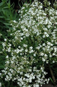 Gipsówka wiechowata 'Festival Star' - Gypsophila paniculata 'Festival Star' 