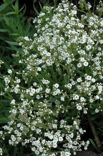 Gipsówka wiechowata 'Festival Star' - Gypsophila paniculata 'Festival Star'