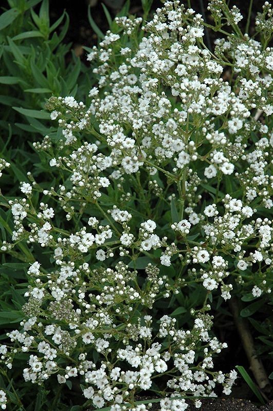 Gipsówka wiechowata 'Festival Star' - Gypsophila paniculata 'Festival Star' 