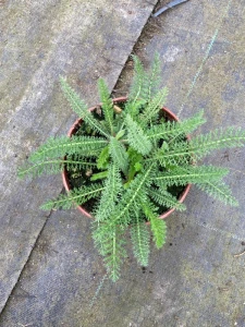 Krwawnik pospolity 'Terracotta' - Achillea millefolium 'Terracotta' (id: 399)