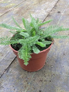 Krwawnik pospolity 'Terracotta' - Achillea millefolium 'Terracotta' (id: 399)