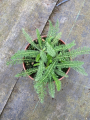 Krwawnik pospolity 'Little Suzie' - Achillea millefolium 'Little Susie' (id: 515)