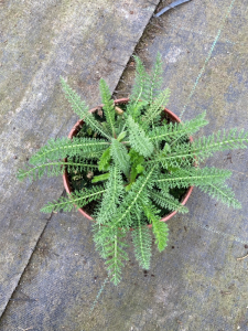 Krwawnik pospolity " Desert Eve Yellow' - Achillea millefolium Desert Eve Yellow (id: 785)