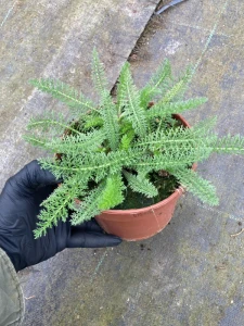 Krwawnik pospolity " Desert Eve Yellow' - Achillea millefolium Desert Eve Yellow (id: 785)
