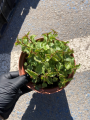 Dzwonek Raddego - Campanula raddeana (id: 369)