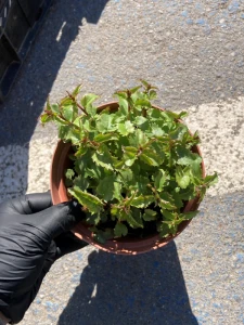 Dzwonek Raddego - Campanula raddeana (id: 369)