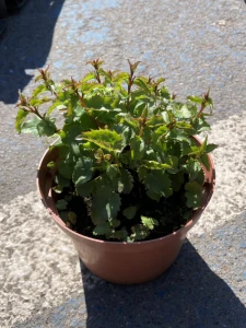 Dzwonek Raddego - Campanula raddeana (id: 369)