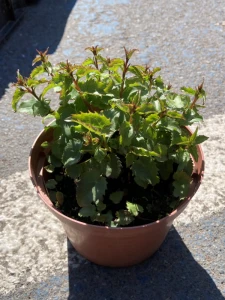 Dzwonek Raddego - Campanula raddeana (id: 369)