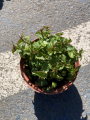 Dzwonek Raddego - Campanula raddeana (id: 369)