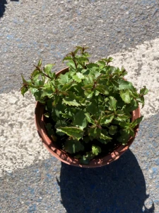 Dzwonek Raddego - Campanula raddeana (id: 369)