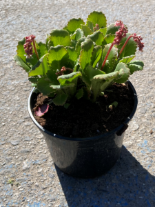 Skalnica cieniolubna - Saxifraga x urbium (id: 619)