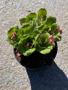 Skalnica cieniolubna - Saxifraga x urbium (id: 619)