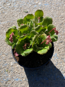 Skalnica cieniolubna - Saxifraga x urbium (id: 619)