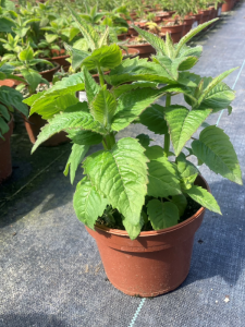 Pysznogłówka szkarłatna 'Melua Rose' - Monarda didyma 'Melua Rose'