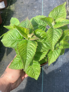 Pysznogłówka szkarłatna 'Melua Rose' - Monarda didyma 'Melua Rose' (id: 854)