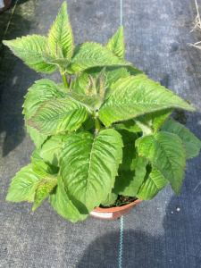 Pysznogłówka szkarłatna 'Melua Rose' - Monarda didyma 'Melua Rose' (id: 854)