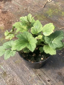 Zawilec mieszańcowy 'Honorine Jobert' - Anemone hybrida 'Honorine Jobert' (id: 499)