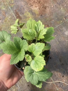 Zawilec mieszańcowy 'Honorine Jobert' - Anemone hybrida 'Honorine Jobert' (id: 499)