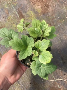 Zawilec mieszańcowy 'Honorine Jobert' - Anemone hybrida 'Honorine Jobert' (id: 499)