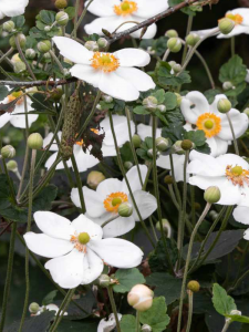 Zawilec mieszańcowy 'Honorine Jobert' - Anemone  hybrida 'Honorine Jobert' 