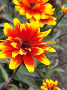 Słoneczniczek szorstki 'Sparkling Contrast' - Heliopsis helianthoides 'Sparkling Contrast'