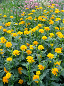 Słoneczniczek szorstki 'Asahi'-  Heliopsis helianthoides 'Asahi'