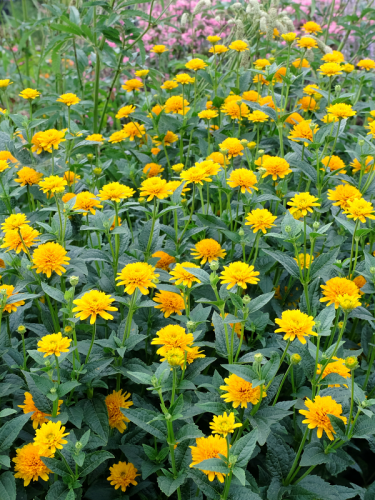 Heliopsis helianthoides 'Asahi'