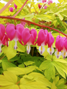 Serduszka okazała 'Gold Heart' - Dicentra spectabilis 'Gold Heart'