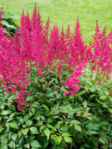Tawułka 'Big Band'  -  Astilbe 'Big band" 