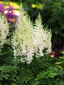 Tawułka 'Ivory Pearls' - Astilbe 'Ivory Pearls'