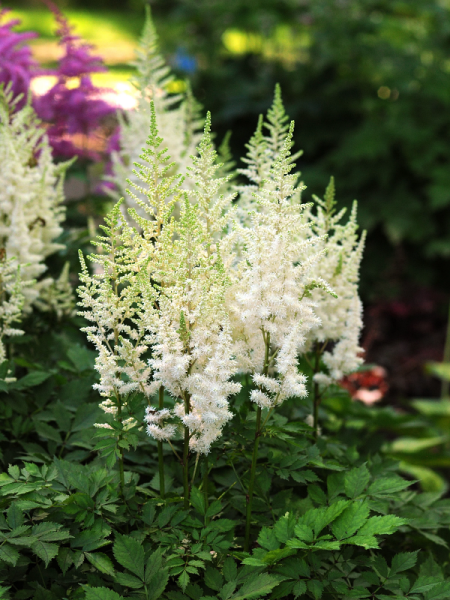 Astilbe 'Ivory Pearls'